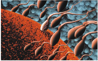 A schematic illustration shows 20 sperm cells swimming towards a much larger egg cell. The egg cell is depicted as an orange sphere; only a portion of the cell is visible in the frame. The sperm are depicted as oval-shaped cells with a single anterior whip-like flagellum. One sperm is shown making contact with and implanting itself into the egg’s surface in an event known as fertilization. The oviform body of this sperm is a lighter brown color than the surrounding sperm. A simplified, double-helical DNA molecule is visible inside the cell body of the fertilizing sperm.